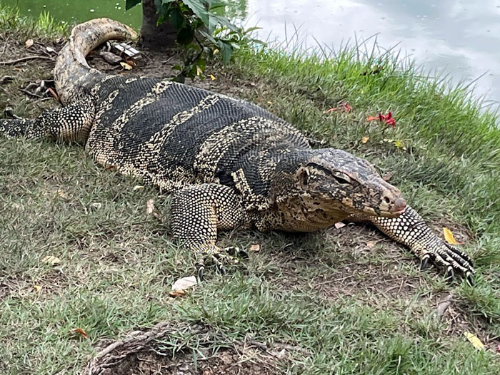バンコク 6月10日（１）