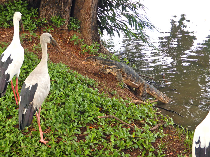 ルンピニー公園（１）